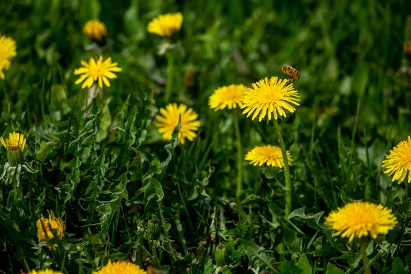 Blooming yellow dandelions among green grass on meadow in early summer. Green meadow covered with yellow dandelions at spring. Flying bee in meadow with yellow dandelions.