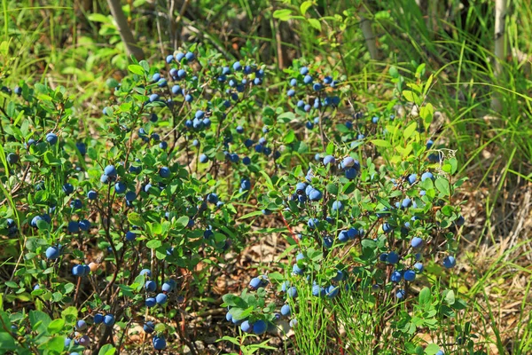 森林蓝莓灌木 图库图片