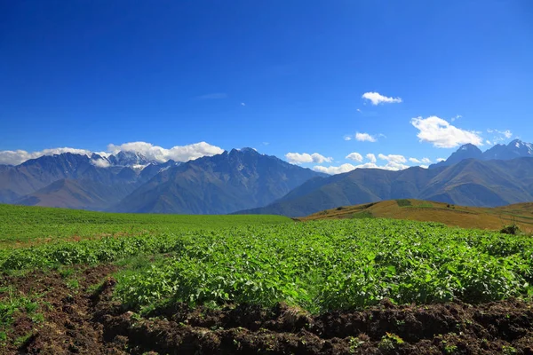 Campo de patatas en las altas montañas —  Fotos de Stock