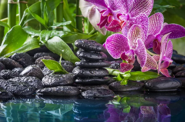 Piedras de basalto zen, orquídeas y bambú — Foto de Stock