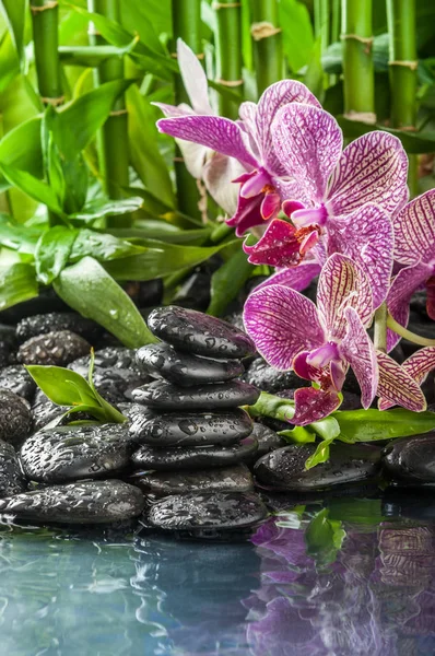 Zen-Basaltsteine, Orchidee und Bambus — Stockfoto