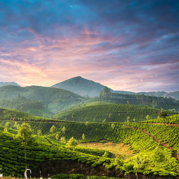 Teeplantagen im Bundesstaat Kerala, Indien — Stockfoto