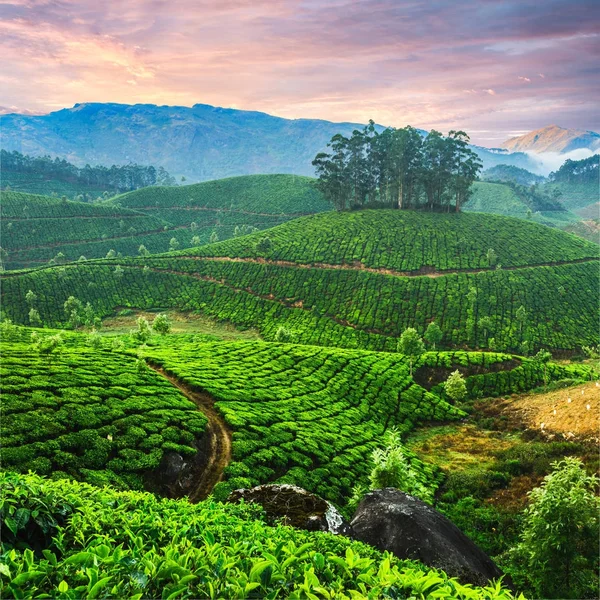 Plantações de chá em Kerala, Índia — Fotografia de Stock