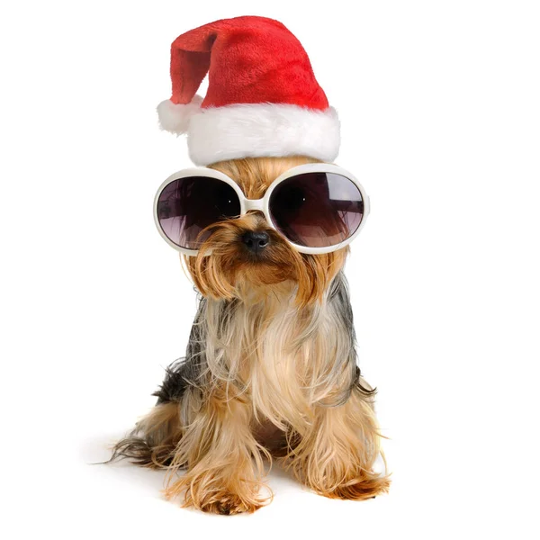 Feliz Navidad perro aislado — Foto de Stock