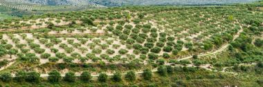 Zeytin ekimi Yunanistan, Europe