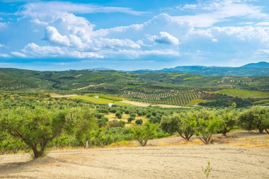 Zeytin ekimi Yunanistan, Europe