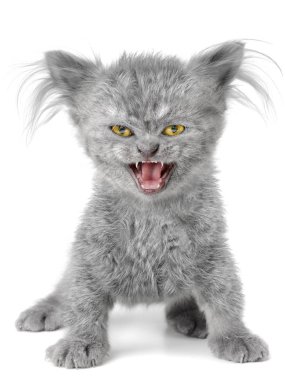 Wite arka plan üzerinde kötü kedi yavrusu