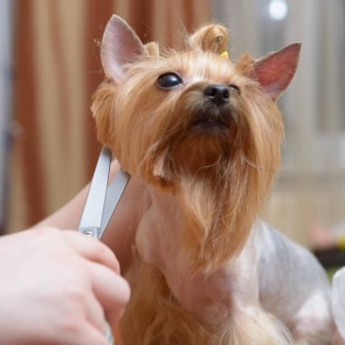 Yorkshire terrier damat