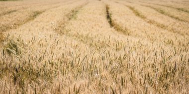  Altın buğday tarlası