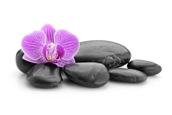 Pietre di basalto zen, orchidea e bambù — Foto Stock