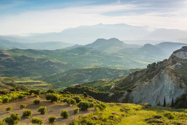 Olijf plantage op de Crete, Griekenland — Stockfoto