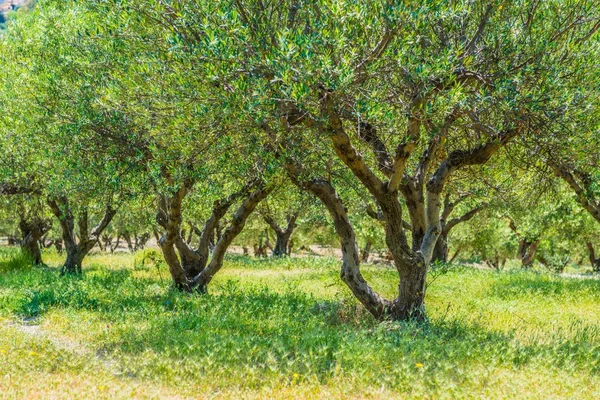 Plantacji oliwek Grecja, Europa — Zdjęcie stockowe