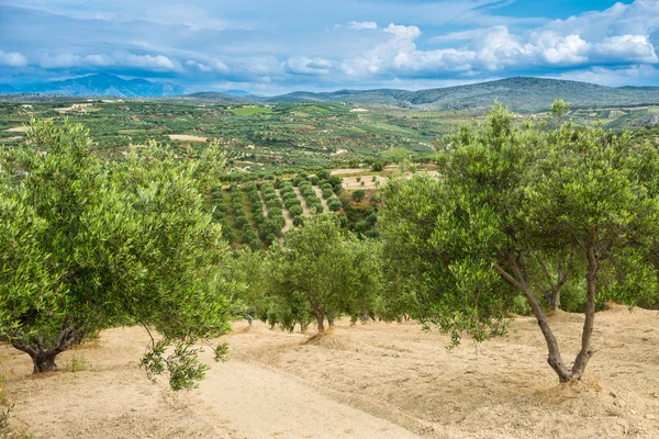 Olive plantage Griekenland, Europa — Stockfoto