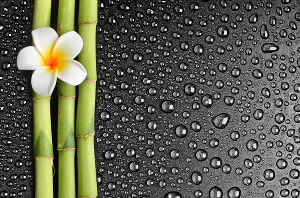 Frangipani och bambu — Stockfoto