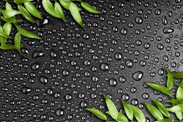 Löv på svart bakgrund — Stockfoto