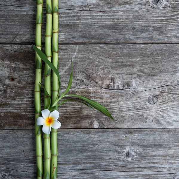 Flower frangipani and bamboo — Stock Photo, Image