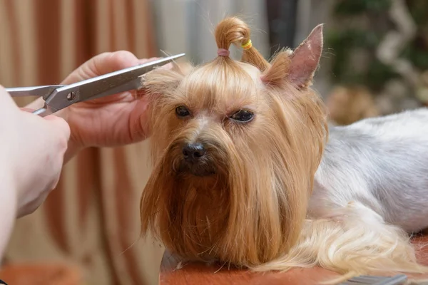 Toiletteur terrier yorkshire — Photo