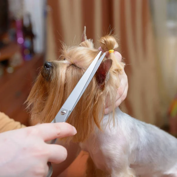 Yorkshire terrier groomer — Stockfoto