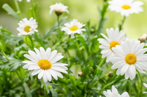 Kamomill i naturen — Stockfoto