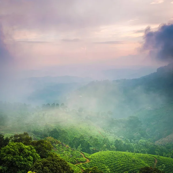 Plantações de chá em Kerala — Fotografia de Stock