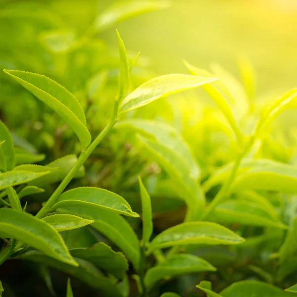 Yeşil çay yaprakları — Stok fotoğraf