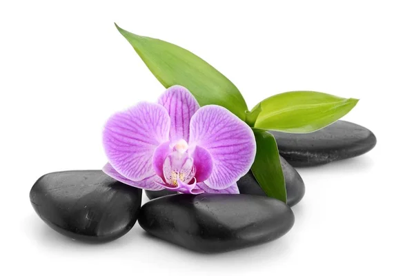 Zen-Basaltsteine, Orchidee und Bambus lizenzfreie Stockfotos