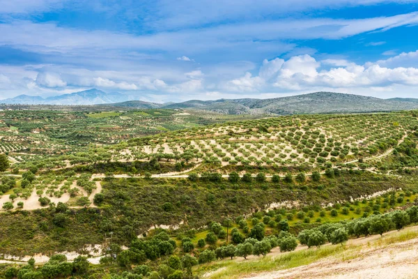 Olive plantáž Řecko, Evropa Stock Obrázky