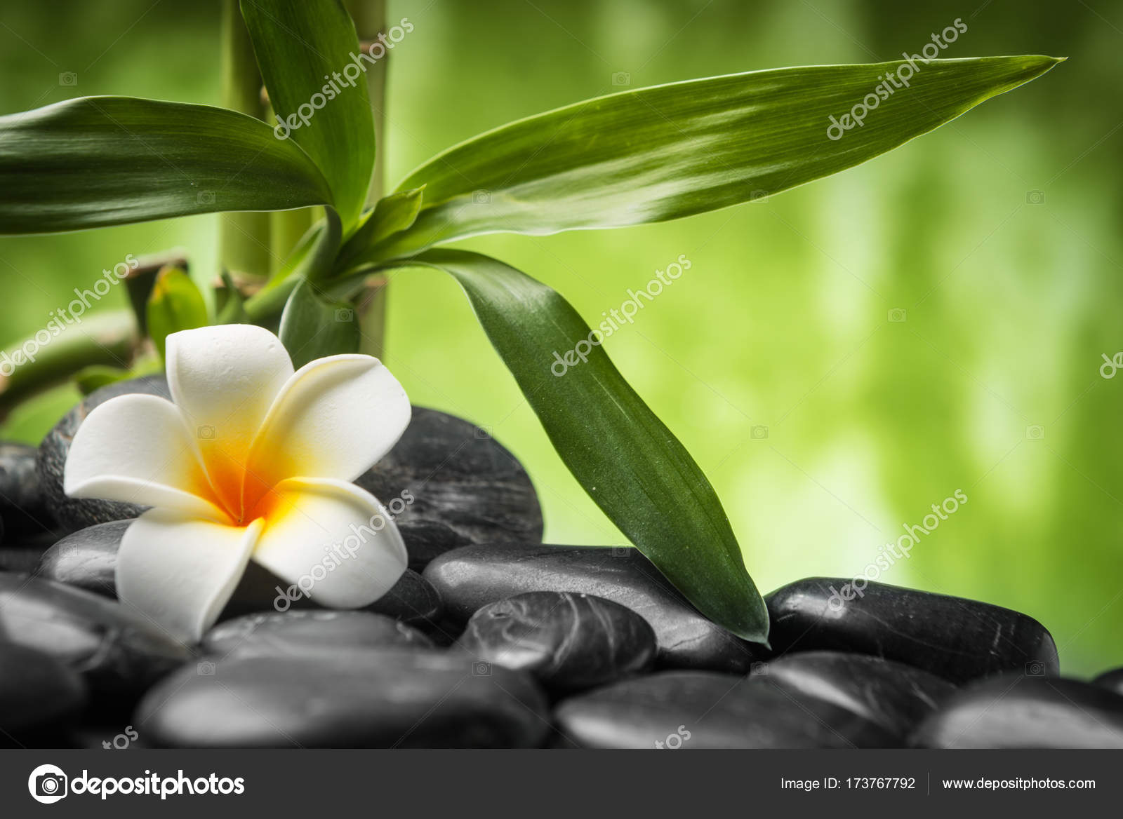 Zen Basalt Stones Frangipani And Bamboo Stock Photo C Scorpp