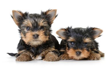 yorkshire terrier köpek üzerine beyaz izole