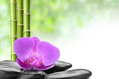 Zen bazalt taşı, orkide ve bambu