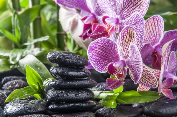 Zen basalt stenar, orkidé och bambu — Stockfoto
