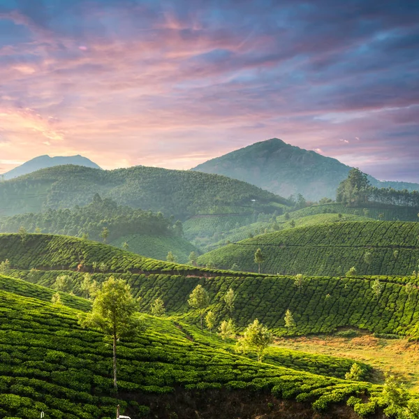 Teeplantagen im Bundesstaat Kerala, Indien — Stockfoto