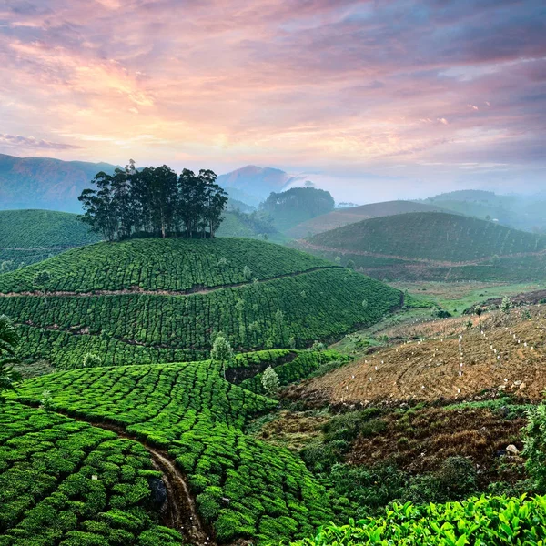 Plantações de chá em Kerala, Índia — Fotografia de Stock