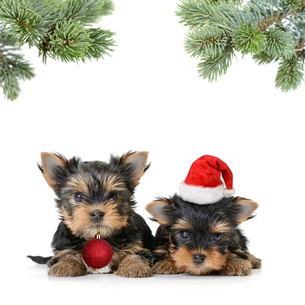 Boldog karácsonyt kutya — Stock Fotó