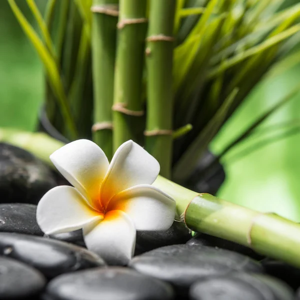 Zen bazalt kövek, frangipani és bambusz — Stock Fotó