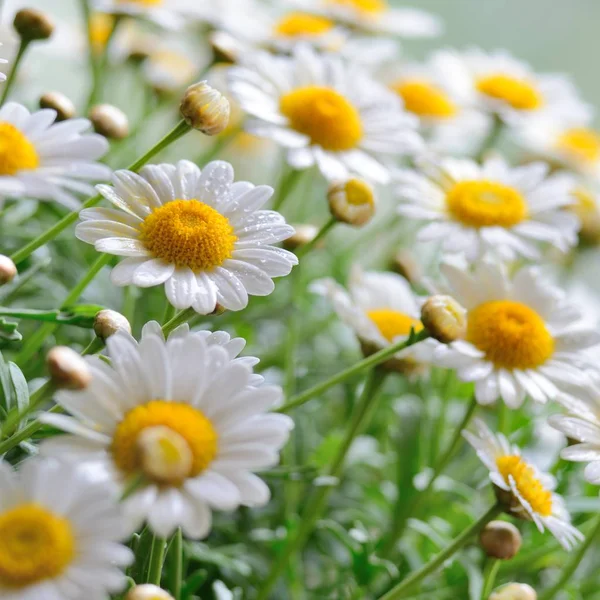 Green grass and chamomiles — Stock Photo, Image