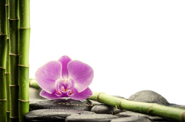 Piedras de basalto zen, orquídeas y bambú — Foto de Stock