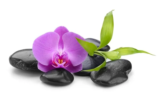 Pietre di basalto zen, orchidea e bambù — Foto Stock