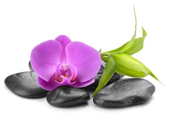 Zen Basaltstenen, orchid en bamboe — Stockfoto