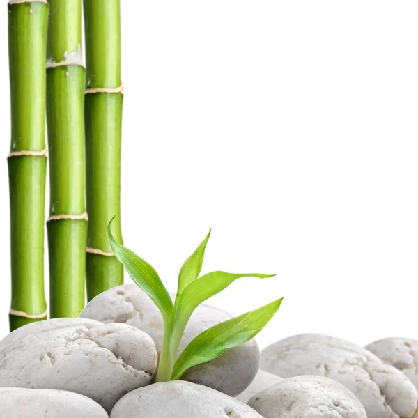 Pietre zen e bambù sul bianco — Foto Stock