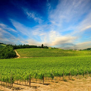 Mavi gökyüzü ile bağ satırları