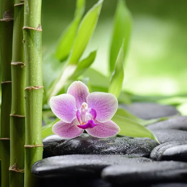 Piedras de basalto zen y bambú — Foto de Stock