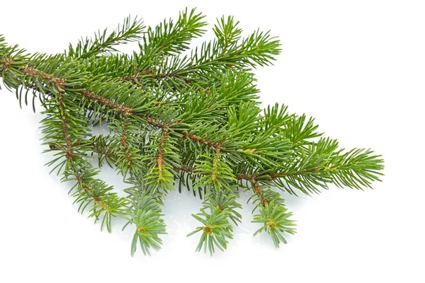 FIR tree isolerad på vit — Stockfoto