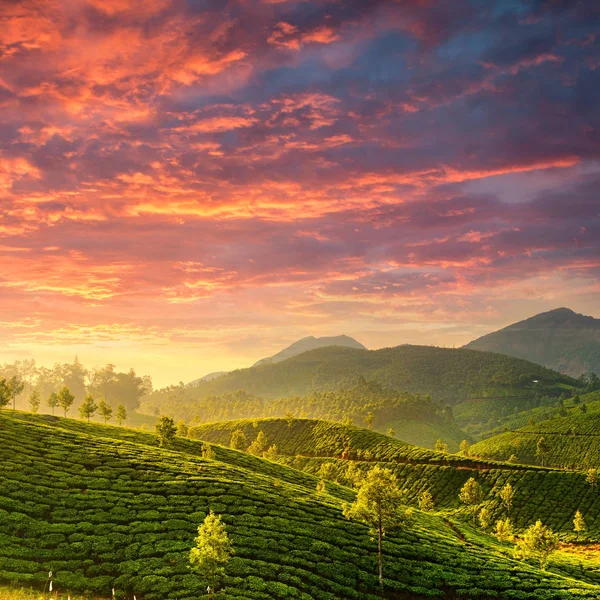 Tea ültetvényeket állapotban Kerala, India — Stock Fotó