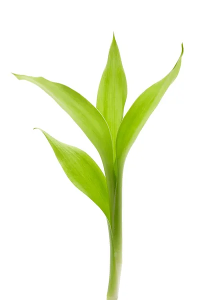 Bambus liście na białym tle — Zdjęcie stockowe