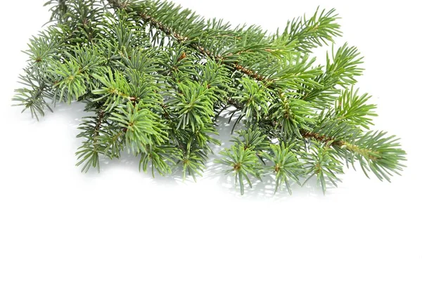 FIR tree isolerad på vit — Stockfoto