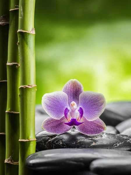 Pedras de basalto zen e bambu isolado em branco — Fotografia de Stock