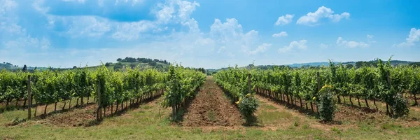 Wijngaard rijen met blauwe lucht Rechtenvrije Stockafbeeldingen