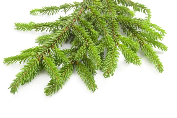 Fir tree isolated on white Stock Image