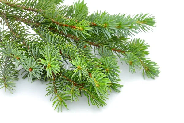 Fir tree isolated on white Stock Photo